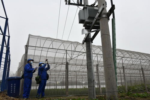 徹底解決大頭菜加工廠用電問題 國網(wǎng)自貢供電公司為鄉(xiāng)村振興農(nóng)產(chǎn)品企業(yè) 送電